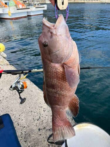 コブダイの釣果
