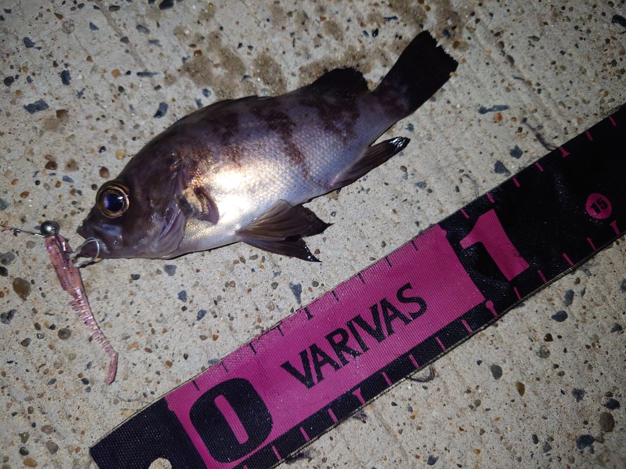 DAIWA メバリング X 2016年モデルの最安値・インプレ・釣果 | 本音の