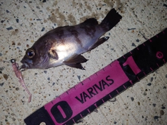 シロメバルの釣果