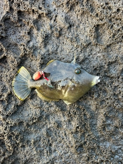 カワハギの釣果