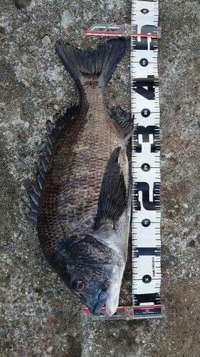 クロダイの釣果