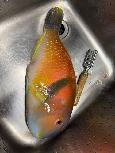 イラの釣果