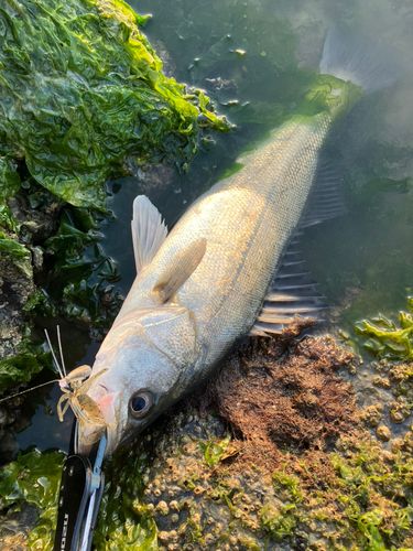 セイゴ（マルスズキ）の釣果
