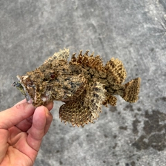 イヌカサゴの釣果