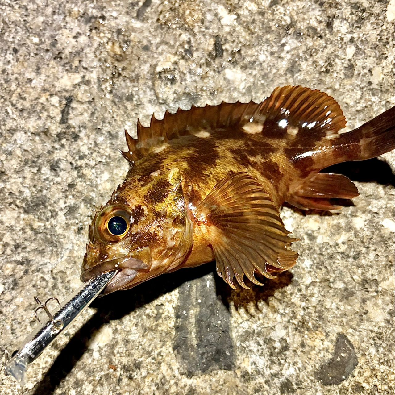 AbuGarcia クロスフィールド XRFS-734L-MBの最安値・インプレ・釣果