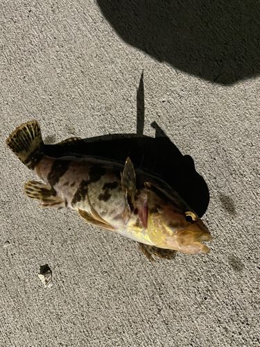 ベッコウゾイの釣果