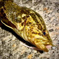 タケノコメバルの釣果