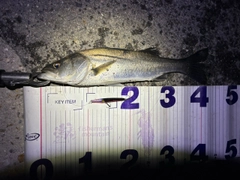 フッコ（マルスズキ）の釣果