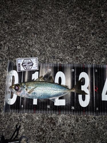 メアジの釣果