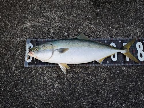 メジロの釣果