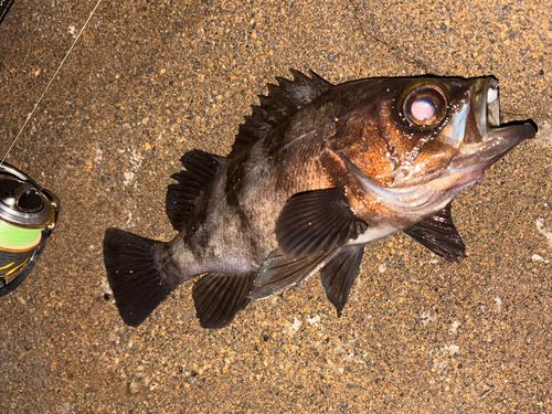 メバルの釣果