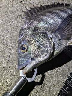 クロダイの釣果