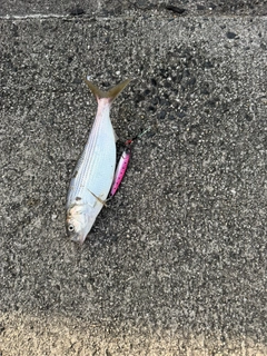 コノシロの釣果