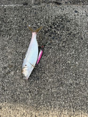 コノシロの釣果