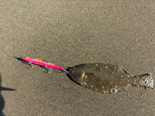 ヒラメの釣果