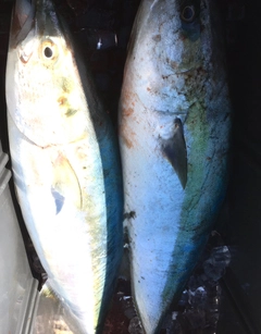ブリの釣果