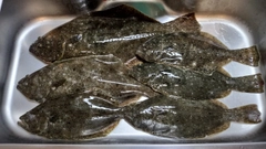 ヒラメの釣果