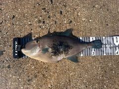 ウマヅラハギの釣果