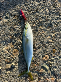 ツバイソの釣果