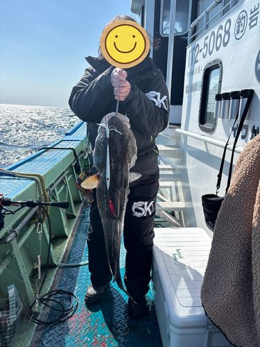 タラの釣果