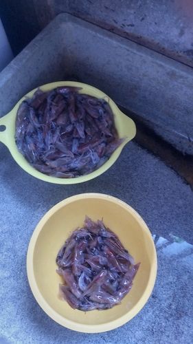ホタルイカの釣果