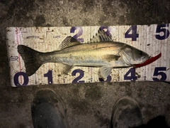 フッコ（マルスズキ）の釣果