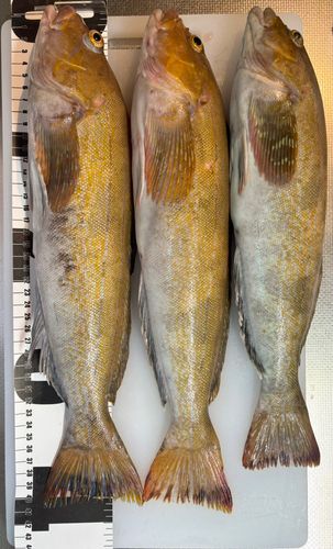 アイナメの釣果