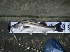 シーバスの釣果