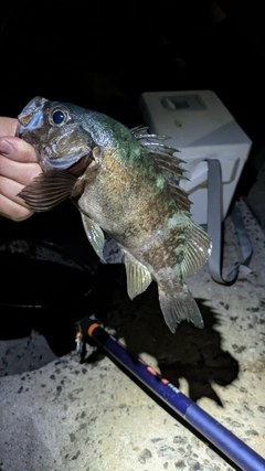 メバルの釣果