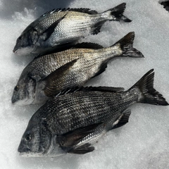 クロダイの釣果