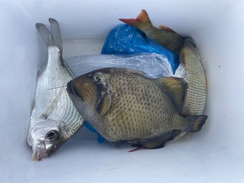 ゴマモンガラの釣果
