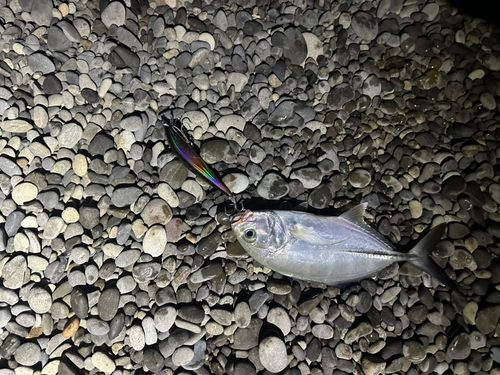 メッキの釣果