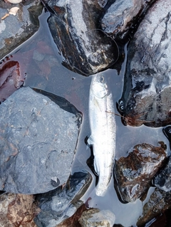 アマゴの釣果