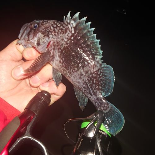 釣果