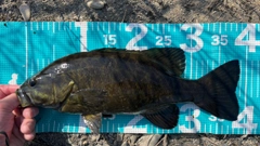 スモールマウスバスの釣果