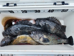 クロソイの釣果