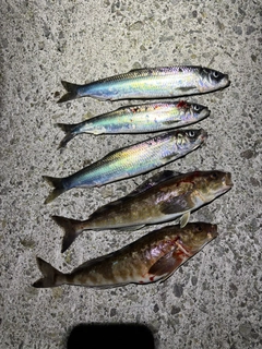ニシンの釣果