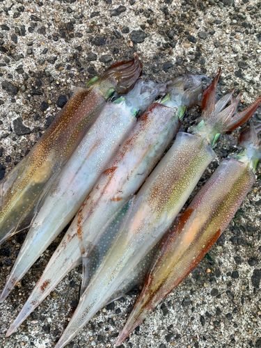 ササイカの釣果