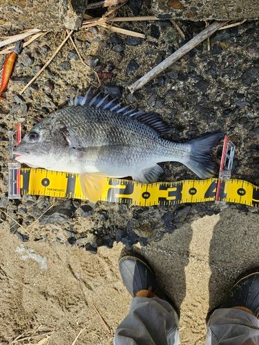 キビレの釣果