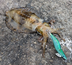 アオリイカの釣果
