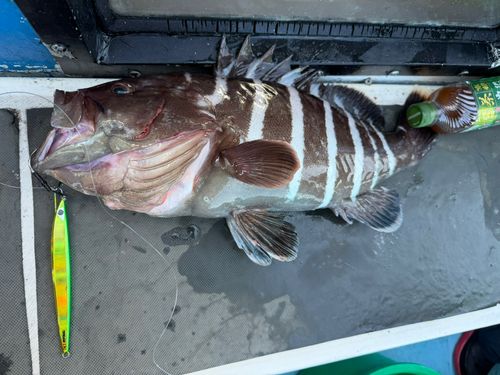 ハタの釣果