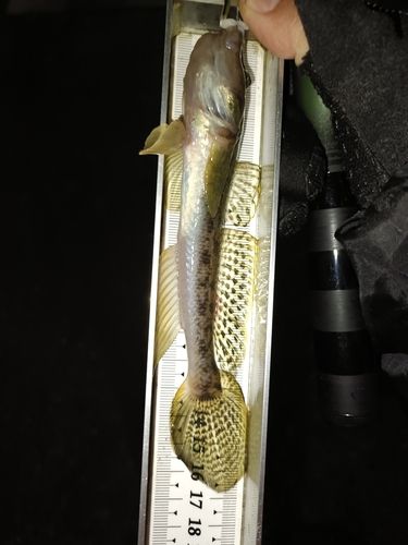 マハゼの釣果