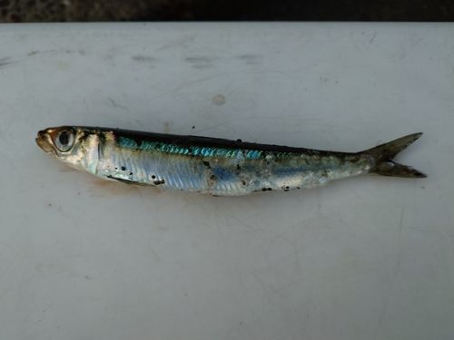 ウルメイワシの釣果