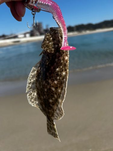 ソゲの釣果