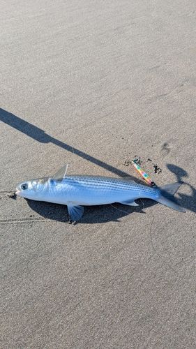 ボラの釣果