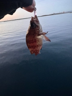 アカメバルの釣果