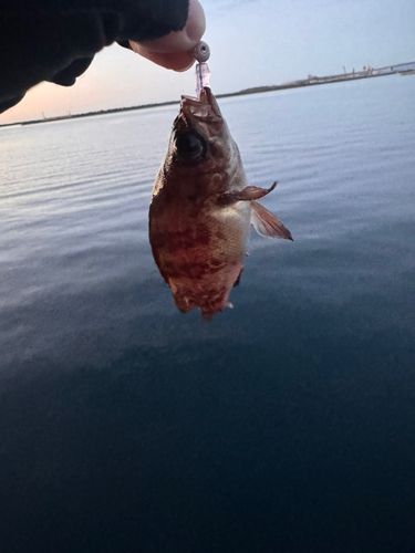 アカメバルの釣果