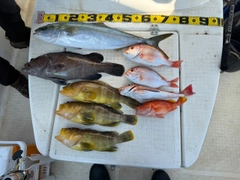 メジロの釣果