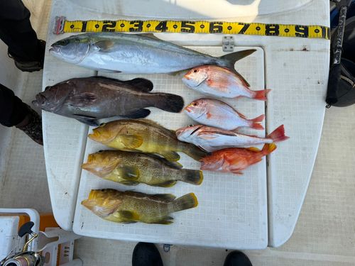 メジロの釣果