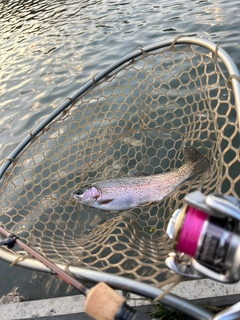 ニジマスの釣果